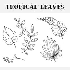 Tropical leaves doodle vector illustratio.
