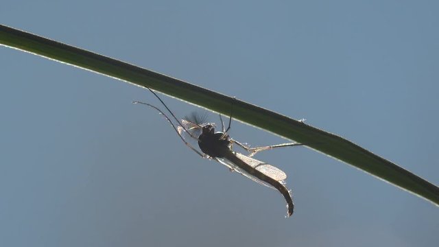 Insect macro, Mosquito on leaf. Mosquitoes are of family Culicidae