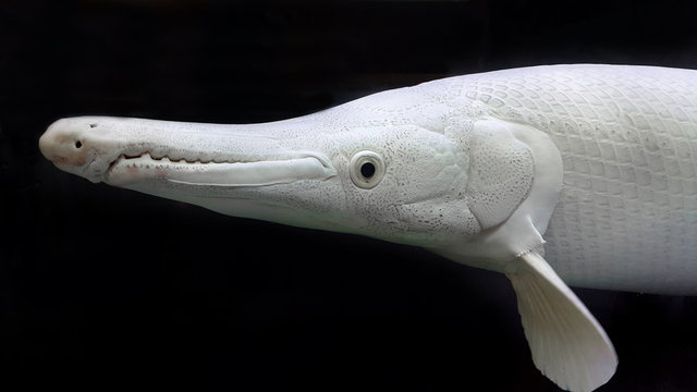 Albino Alligator Gar or Atractosteus spatula, Aligator Platinum fish –  Lepisosteidae Stock Photo | Adobe Stock