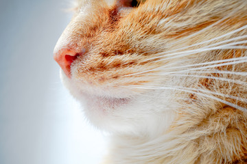 Portrait einer Hauskatze