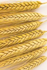 Fototapeta na wymiar Springs of wheat on a white background. Close up. Top view.