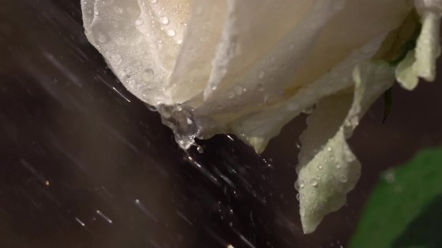 Rain drops drippling from champagne rose petals in slow motion. Romantic flower in the garden in sunny day. Closeup shot. Shooting with high-speed camera.
