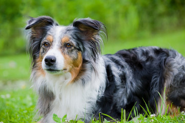 Australian Shepherd Hündin