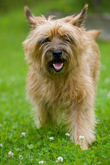 Tibet-Terrier in einer Wiese