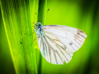 Butterfly Close-up