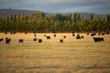 Beef cattle in pasture at sunset
