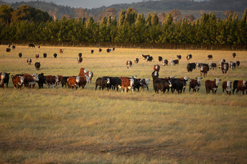 Naklejka na ściany i meble Beef cattle in pasture at sunset