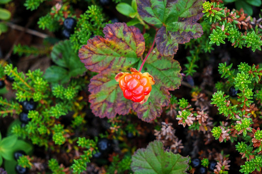 Norwegian cloud-berries. edible berry