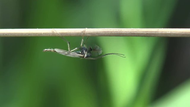 Insect macro, Mosquito on leaf. Mosquitoes are of family Culicidae