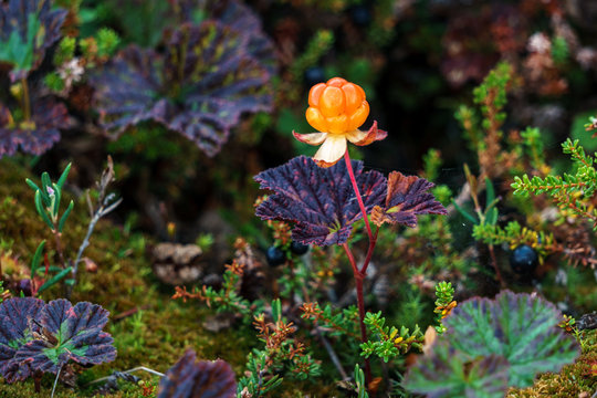 Norwegian cloud-berries. edible berry