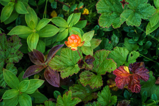 Norwegian cloud-berries. edible berry