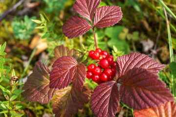 Norwegian cloud-berries. edible berry