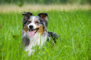 Liegender Australian Shepherd in einer Wiese