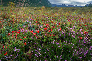 Obraz premium Norwegian cloud-berries. edible berry