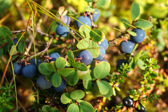 Norwegian cloud-berries. edible berry