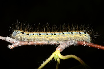 гусеница на веточке ночью