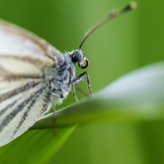 Butterfly Close-up