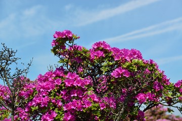 ミヤマキリシマ