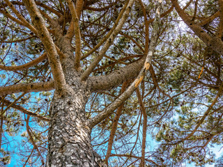 Trees in Tuscany