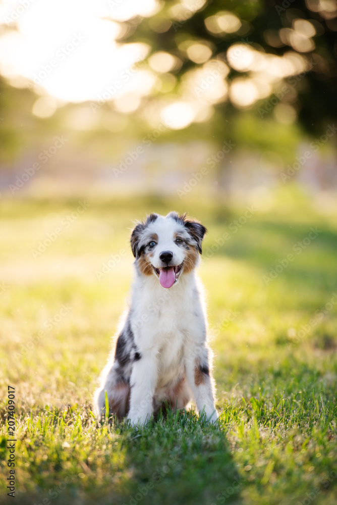 Poster happy miniature american shepherd puppy posing outdoors at sunset