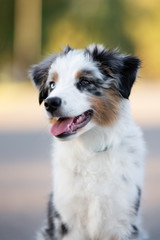 miniature australian shepherd puppy portrait outdoors