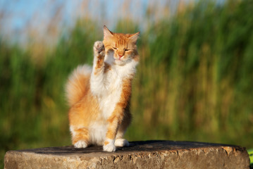 Fototapeta premium adorable red and white cat waves his paw 