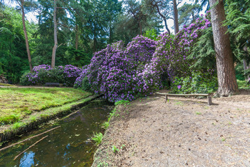 Rhododendron garden flower in lovely lightening. Utrecht Province, Driebergen Netherlands