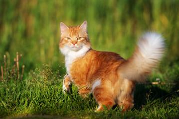 Naklejka na ściany i meble beautiful red cat walking outdoors in summer
