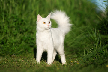 Naklejka na ściany i meble beautiful white fluffy cat walking outdoors in summer