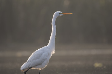 The Great White Egret