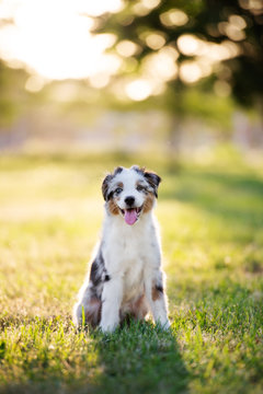 happy miniature american shepherd puppy posing outdoors at sunset