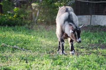 funny face small goat, Brown goat, Domestic goat, Brown goat portrait