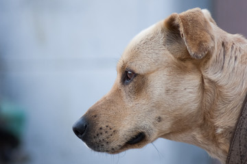 dog on leash look in camera on the yard