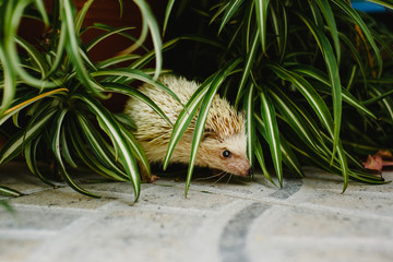 domesticated hedgehog scampering around the house © Road Red Runner