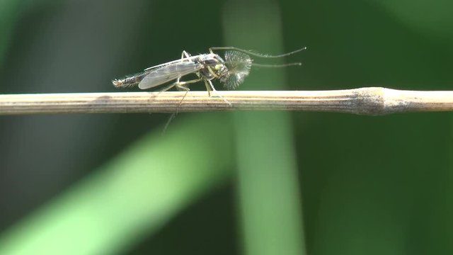 Insect macro, Mosquito on leaf. Mosquitoes are of family Culicidae