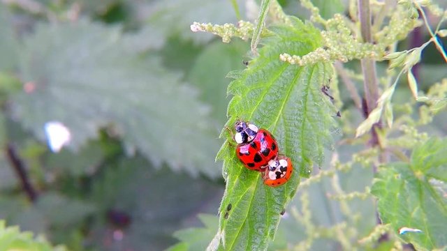 Lady beetles during reproduction