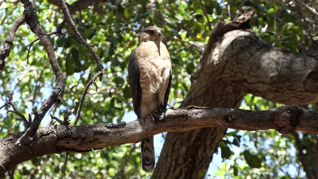 Sharp-shinned Hawk on tree branch at Corriganville Park in Simi Valley California.