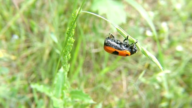 ant bag beetle insect laying eggs
