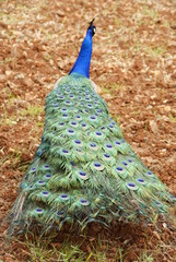 Obraz premium Peacock showing its colorful plumage