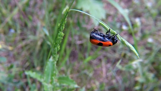 ant bag beetle  insect laying eggs