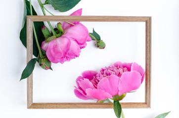 Pink peony flower in frame Flat lay Nature concept on white background with copy space for greeting message creative layout. Mother's Day and spring background concept.