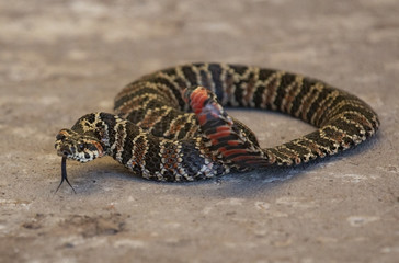 serpiente yarara argentina entre rios