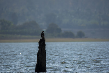 Fototapeta premium A osprey hunting in the back waters of kabini dam adjoining nagarhole tiger reserve