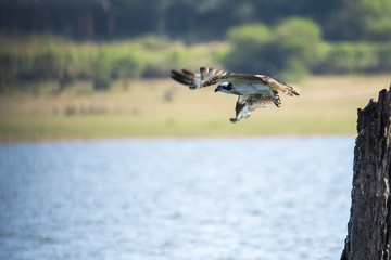 A osprey hunting in the back waters of kabini dam adjoining nagarhole tiger reserve