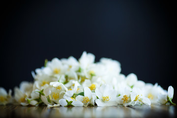torn blossoming jasmine flowers