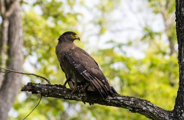 Fototapeta premium A Crested serpent eagle perched on ground inside Nagarhole Tiger reserve during a wildlife safari