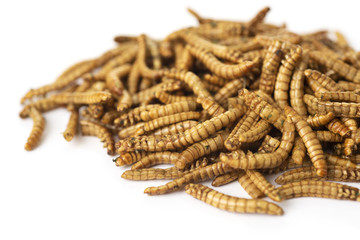 edible fried worms