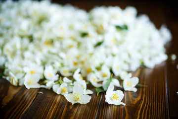 Obraz na płótnie Canvas torn blossoming jasmine flowers