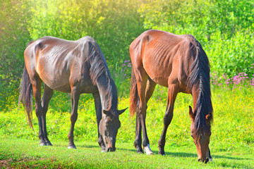 Naklejka na ściany i meble Two horses graze on a meadow