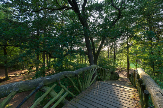 Charming wooden footbridge in forest